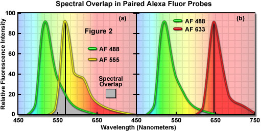 Olympus FluoView Resource Colocalization of Fluorophores in Confocal Microscopy