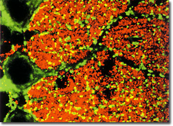 Rat Cerebellum Purkinje Cells