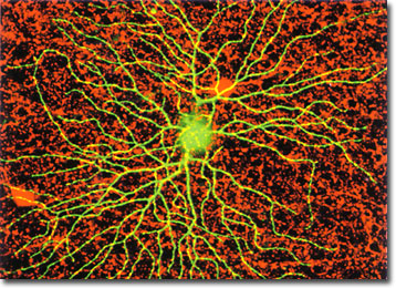 Retina Ganglion Cell