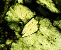 Chlorite Schist