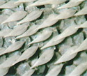 Butterfly Wing Scale