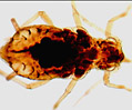 Aphid