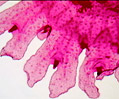 Aurelia Ephyra Jellyfish