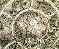Goniatitic Cephalopod Fossil
