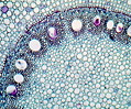 Corn Root Tissue