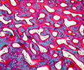Developing Long Bone