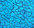 Dicot Leaf Epidermis