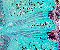 Druse Crystals