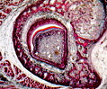 Pig Tooth Enamel Formation