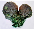 Fern Prothallium