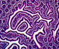 Human Auerbach's Plexus