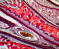 Human Fetus Skeletal Joint