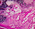 Mammalian Elastic Cartilage