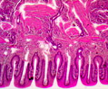 Mammalian Taste Buds