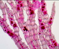 Polysiphonia Red Algae