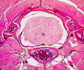 Snake Cross-Section