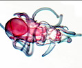 Starfish Brachiolaria Larva