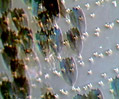 False Acraea Butterfly