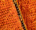Tropical Leafwing