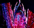 Parenchyma Abscission Layer