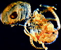 Ants (Formicidae)