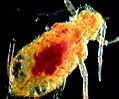 Aphids