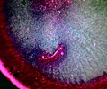 Bacterial Capsules
