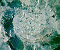Goniatitic Cephalopod Fossil