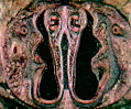 Pig Tooth Enamel Formation