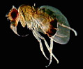 Fruit Fly (Drosophila melanogaster)