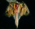 Honeybee Stinger