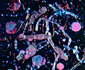 Mixed Green Algae
