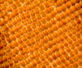 Monarch Butterfly (Danaus plexippus) Wing