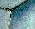 Morpho Butterfly Wing