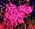 Mucor Zygotes