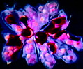 Pectinatella Bryozoans