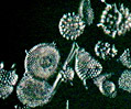 Radiolarians