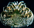 Varroa Mite (Varroa jacobsoni)