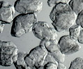 Sea Sand