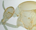 Simulium Species