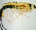 Springtails