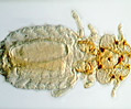 Canine Biting Louse Trichodectes canis