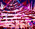 Orotic Acid