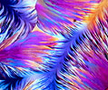 Serotonin