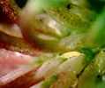 Aphid in Clover