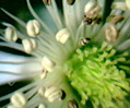 Blackberry (Rubus villosus)
