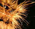Eastern Tent Caterpillar (Malacosoma americanum)