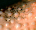 Dungeness Crab (Cancer magister)