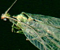 Common Green Lacewing