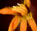 Marigold (Tagetes species)
